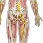 Cuerpo humano
